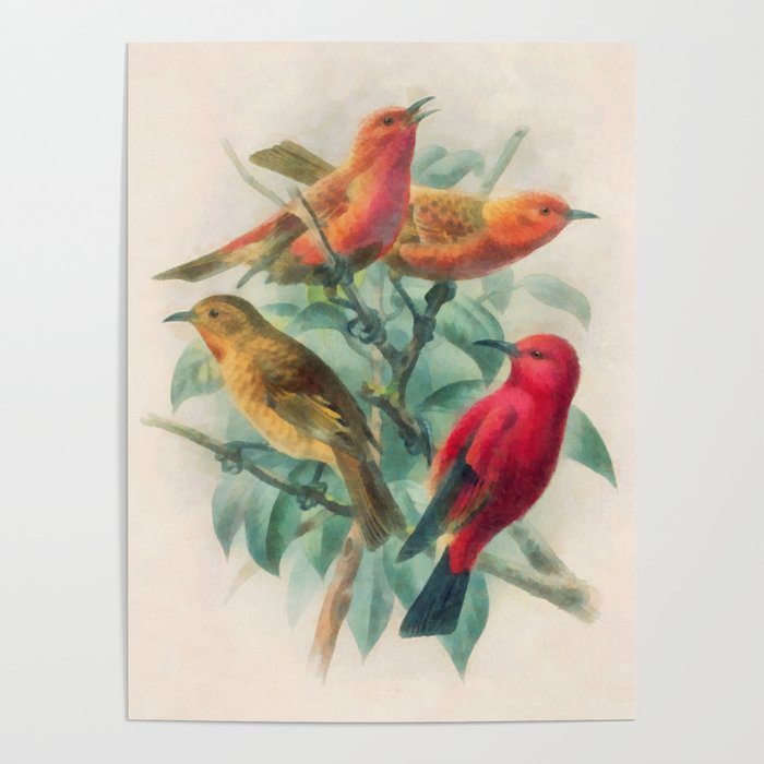 Songbirds Poster