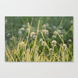 Dusk in the Field Canvas Print
