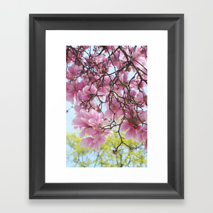 Cheery, bright magnolias Framed Art Print