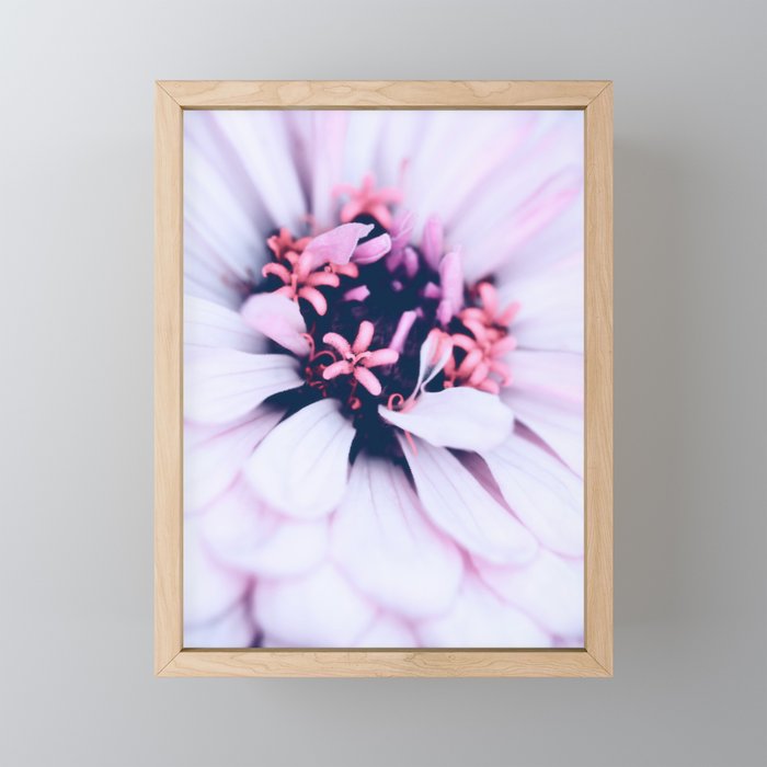 Pastel Pink Zinnia Flower Macro Photography Framed Mini Art Print