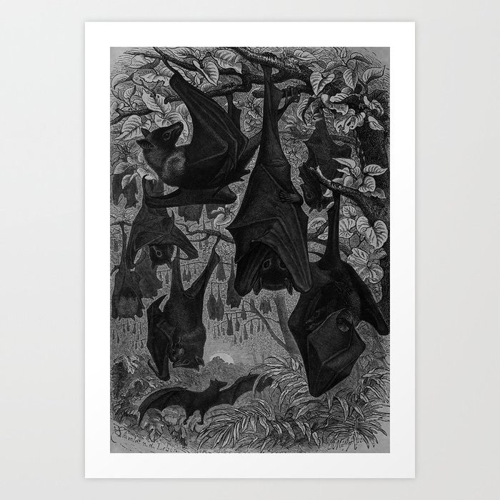 Gothic Bats Illustration  Art Print