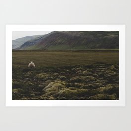Icelandic sheep Art Print