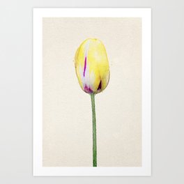 Yellow Tulip Art Print