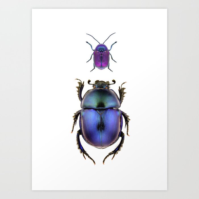 Two Blue Beetles Art Print
