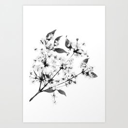Flowers - Black and White Art Print