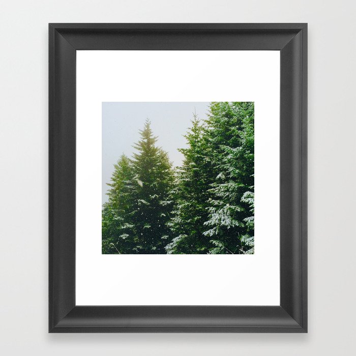 Winter Pine Tree Forest (Color) Framed Art Print