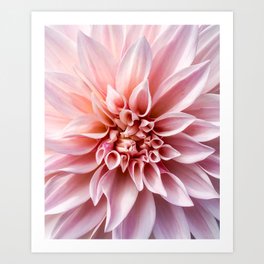 Delicate Girly Pink Dahlia Flower . Nature Photography Art Print