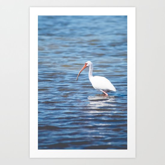 White Ibis Art Print