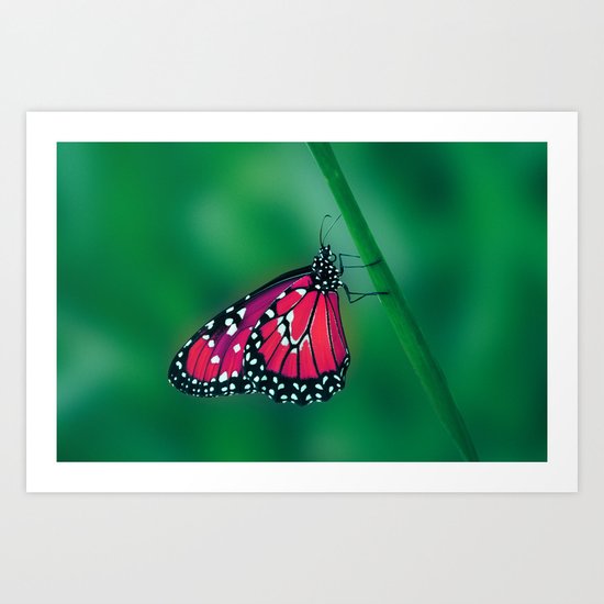 butterfly Art Print