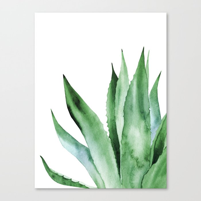 Agave Plant Canvas Print By Asolo Society6