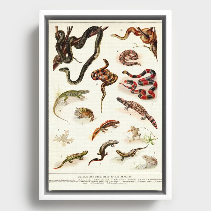 Adolphe Millot - Batraciens et reptiles - French vintage zoology poster Framed Canvas
