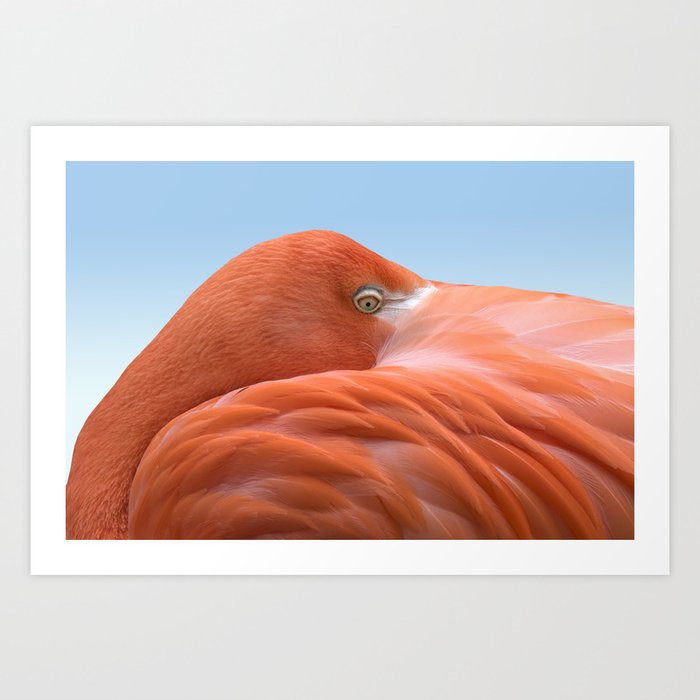 Portrait of a Flamingo Art Print