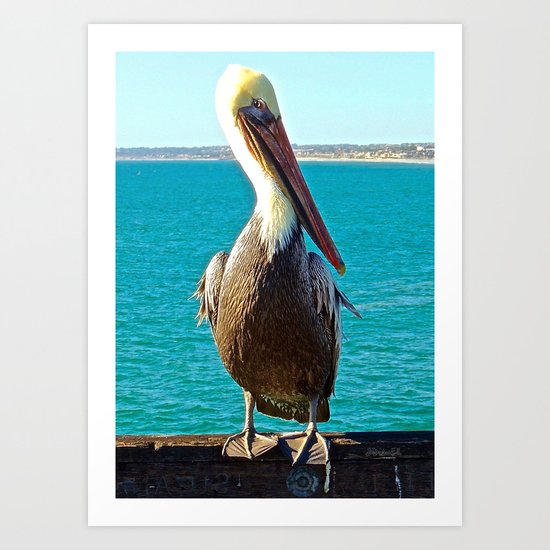 Portrait of a Perky Pelican Art Print