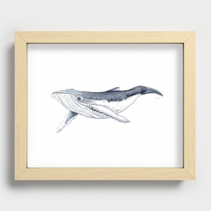 Baby humpback whale (Megaptera novaeangliae) Recessed Framed Print