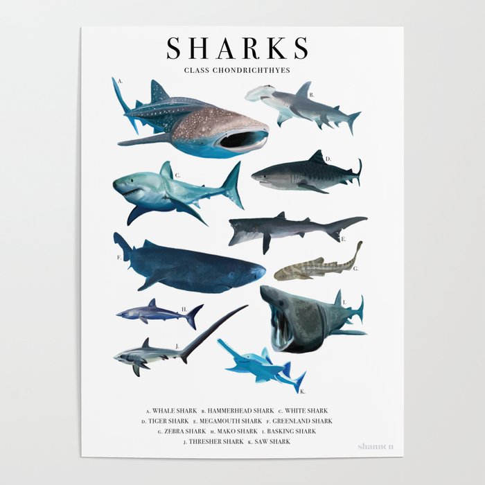 Shark Scientific Poster Poster