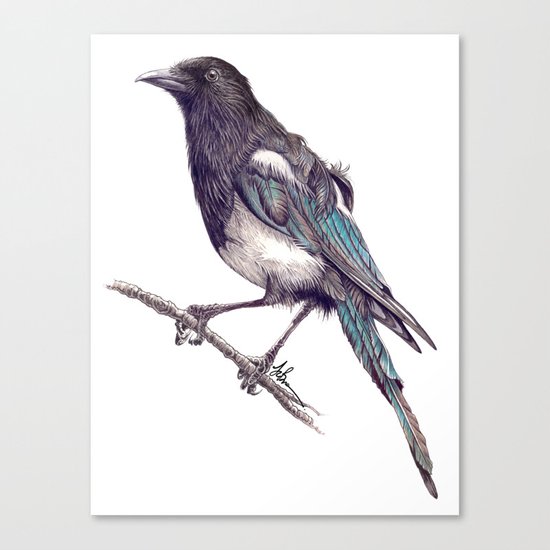 Juvenile Magpie Canvas Print