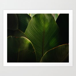 Don´t leaf me Bali 2 | Fine Art | Travel Photography Art Print | Wanderlust, Floral, Nature, Sky, Leaf, Botanical, Flower, Palm, Photo, Explore 