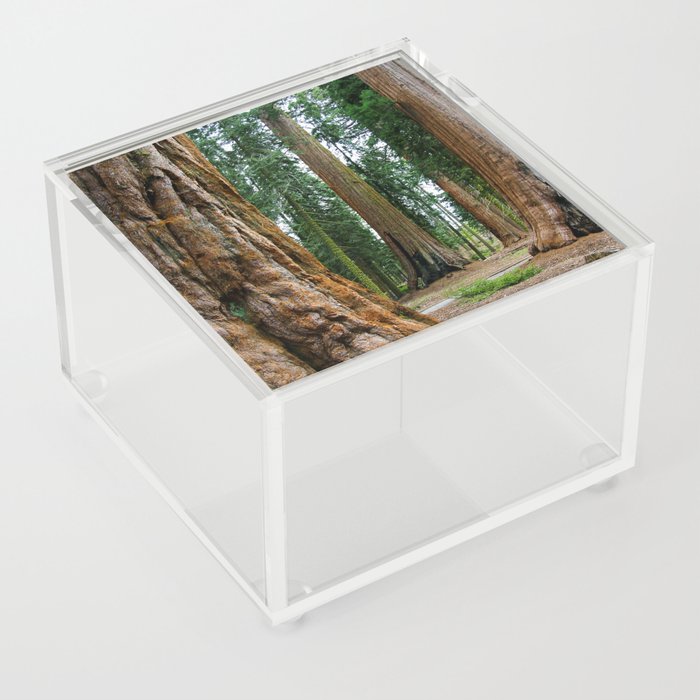 Sequoia Trees, McKinley Grove, California Acrylic Box