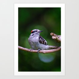 Downy Woodpecker Photograph Art Print