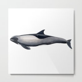 Melon-headed whale Metal Print
