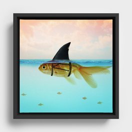 goldfish with a shark fin Framed Canvas