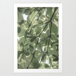 Sage green botanical art print - soft green leaves - nature and travel photography Art Print