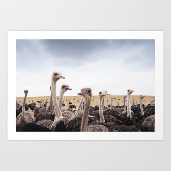 Ostriches Art Print
