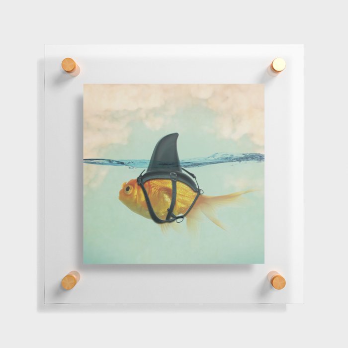 Brilliant DISGUISE - Goldfish with a Shark Fin Floating Acrylic Print