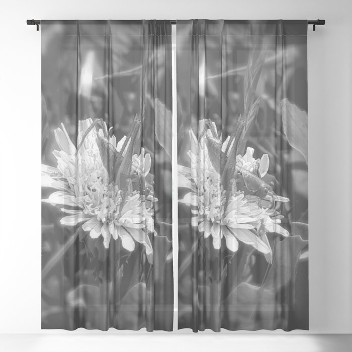 Monochrome grasshopper on dandelion summer field photography Sheer Curtain