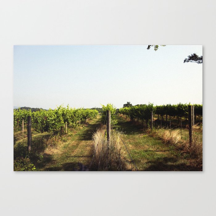 Vineyard Canvas Print