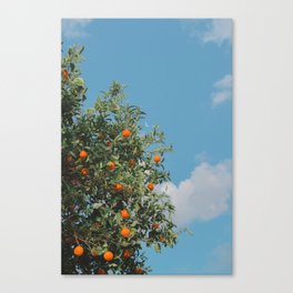 oranges Canvas Print