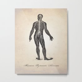 Nervous System Human Anatomy Art Print Metal Print