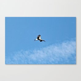 White Stork flying Blue Sky Canvas Print