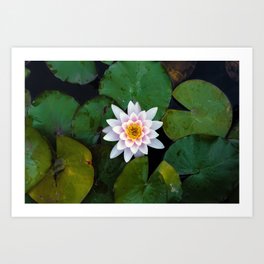 The Water Lilly Art Print