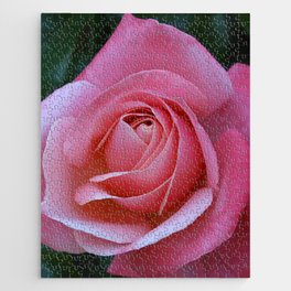 Pink rose from Bath Jigsaw Puzzle
