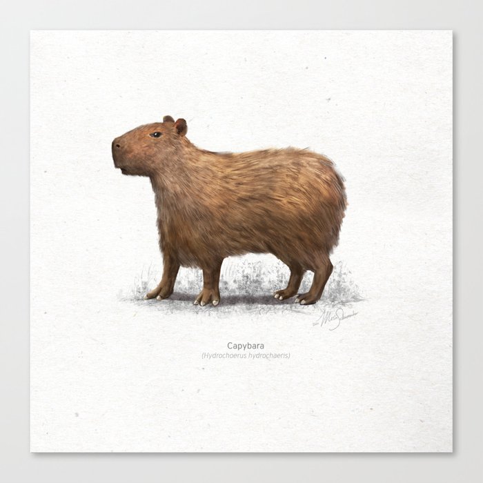 Capybara scientific illustration art print Canvas Print