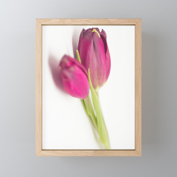 Tulips_01 Framed Mini Art Print
