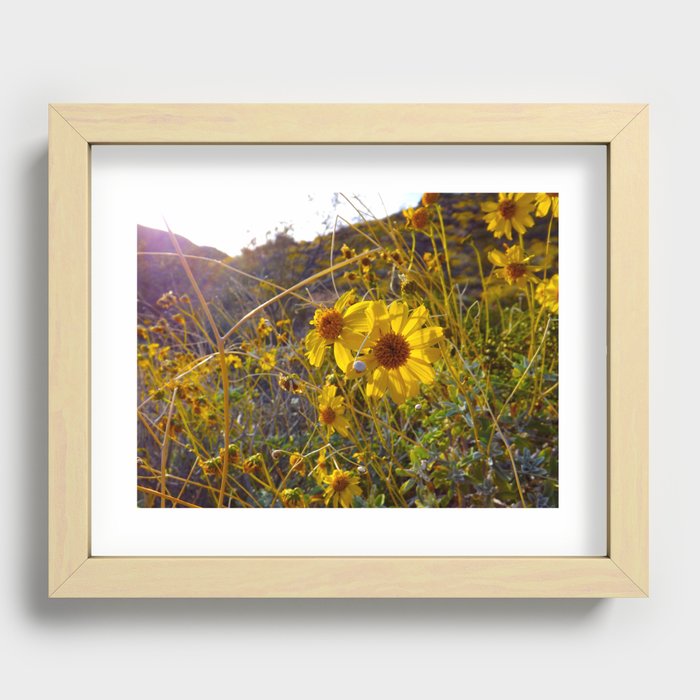 Afternoon Sunflowers in Pinnacles National Park Recessed Framed Print