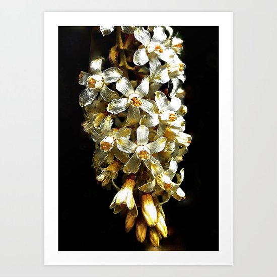 Flowering Currant, White Icicle Art Print