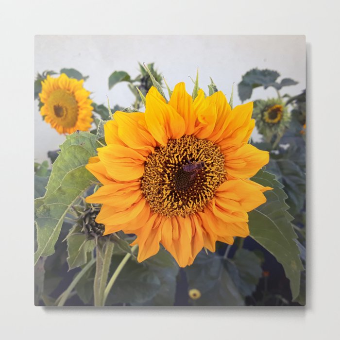 Sunflowers garden with honey bee Metal Print