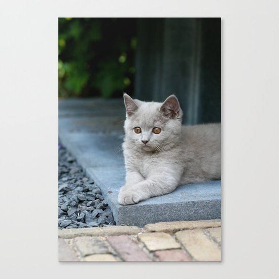 Bikkel the cat ! Canvas Print