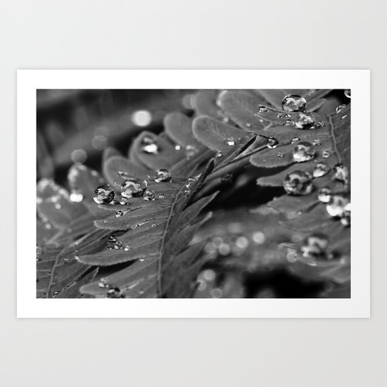 droplets on a fern Art Print