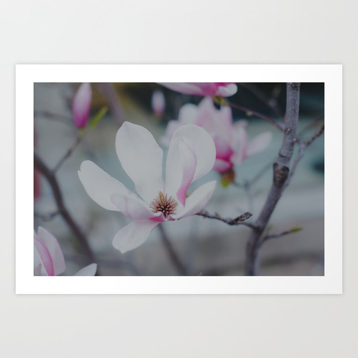 White Magnolia Photo Art Print