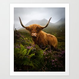 Funny Scottish Highlands Cow in a moody wheater Art Print