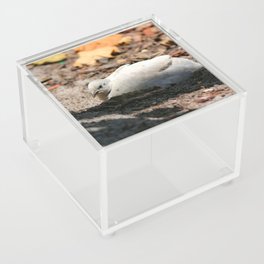White Quail Acrylic Box