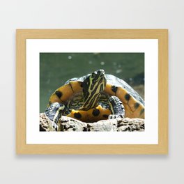 Turtle Sunbathing Framed Art Print