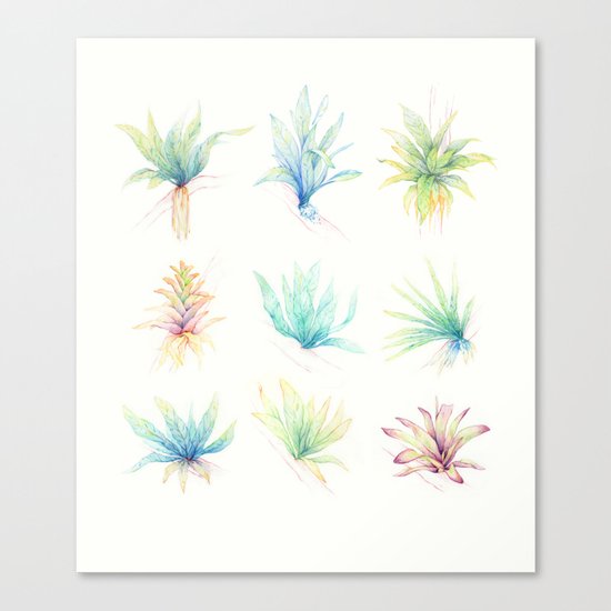 Epiphytes. Canvas Print