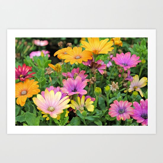 Colorful Spanish Daisies Art Print