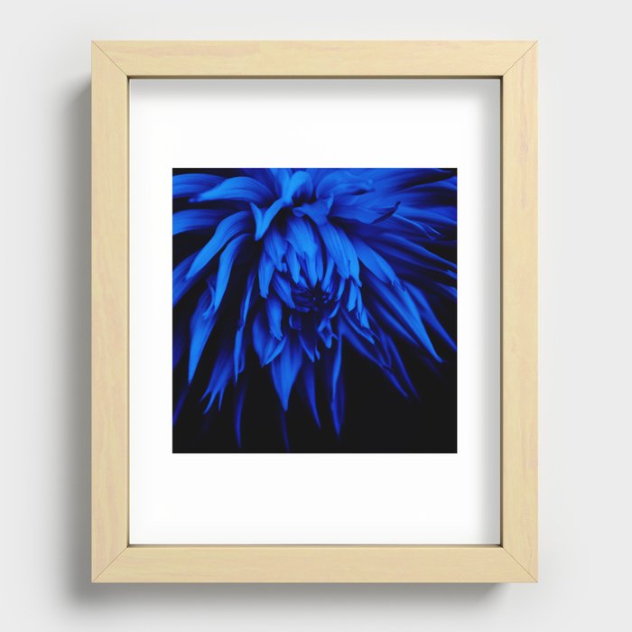 Royal Blue Dalia Kennemerland Recessed Framed Print