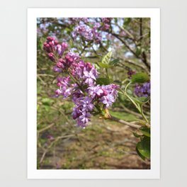 Lilac blossom Art Print